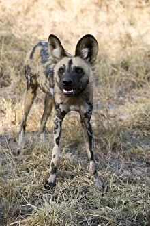 Images Dated 10th August 2010: African Wild Dog - Northern Botswana