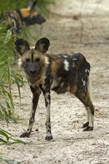 Images Dated 17th September 2013: African Wild Dog or Painted Dog (Lycaon)