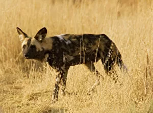 Wildlife Gallery: African Wild Dog / Painted Hunting Dog
