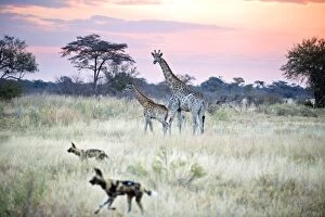 African Wild Dog - Passing giraffe mother and calf while out hunting at sunset
