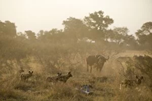 Images Dated 9th August 2010: African Wild Dog - Watching buffalo while hunting at sunrise - Northern Botswana - Africa