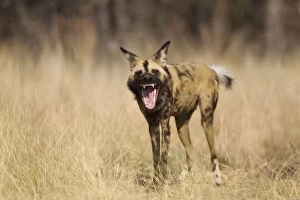 African Wild Dog - yawning