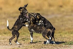 Images Dated 23rd September 2014: African Wild Dogs