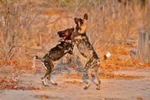 Play Fighting Collection: African Wild Dogs CRH 468 Wrestling - Moremi, Botswana Lycaon pictus © Chris Harvey / ardea.com