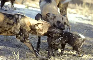 African Wild Dogs CRH 925 Playing with pups - Moremi, Botswana Lycaon pictus © Chris Harvey / ardea. com