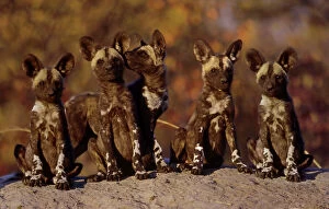 Wildlife Gallery: African Wild Dogs group of pups at den