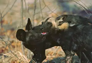 African Wild Dogs - Wild dog pup licks the blood off the jaws of a yearling who has come back to densite from a kill Moremi, Botswana, Africa