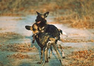 Images Dated 2nd December 2004: African Wild Dogs - Young Wild Dogs mock fighting Moremi, Botswana, Africa