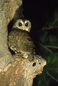 African Wood Owl