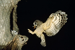 African Wood Owl