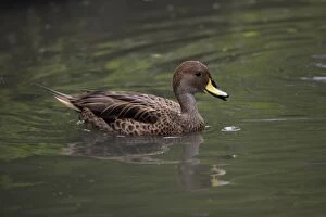 African Yellow-billed Duck - swimming on lake