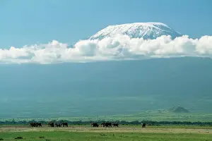 Herds Prints: Africn Elephant FL 1654 Amboseli National Park
