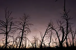 Fires Prints: After-effects of major forest fire in Mesa Verde National Park
