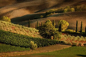 Images Dated 29th December 2021: Afternoon light on vineyard and olive trees, Tuscany region of Italy Date: 21-09-2011