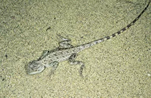 Images Dated 1st March 2010: Agama / Agamid Lizard - camouflaged by sand pattern on its back - sand dunes of Central Karakum