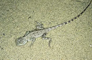 Deserts Prints: Agama / Agamid Lizard - camouflaged by sand pattern on its back - sand dunes of Central Karakum desert - Turkmenistan
