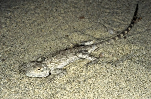 Images Dated 1st March 2010: Agama / Agamid Lizard - sand dunes of Karakum desert