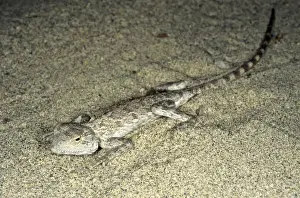 Kara Kum Prints: Agama / Agamid Lizard - sand dunes of Karakum desert - Turkmenistan - Spring - April Tm31