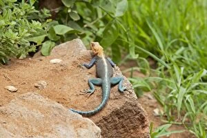 Images Dated 19th December 2008: Agamid Lizard - Sunning itself on rock