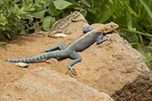 Lizards Collection: Agamid Lizard - Sunning itself on rock - Tsavo East December - Kenya - Africa