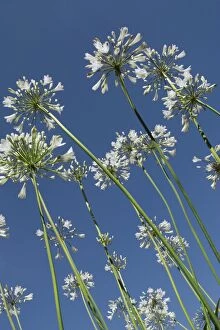 Images Dated 10th August 2012: Agapanthus Flowers