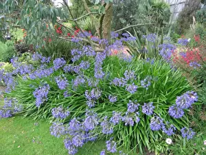 Agapanthus in garden