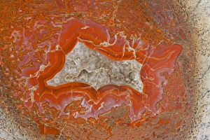 Images Dated 12th February 2008: Agatized Dinosaur Bone - Allosaur - Cross section shows bone marrow of femur - Amethyst crystal