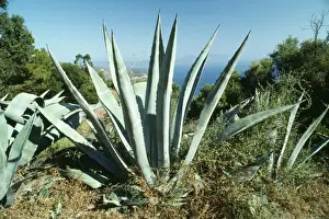 Agave Prints: Agave americana - climate change garden species