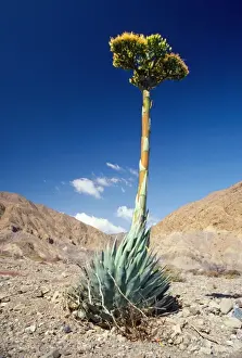 Agave Cedros Island, Mexican state of Baja California
