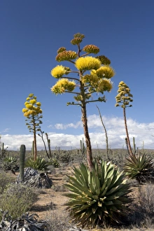 Agave (coastal Agave) Agave (coastal Agave)