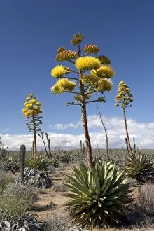 Images Dated 23rd March 2007: Agave (coastal Agave) - Photographed in the Central Desert of Baja California, Mexico