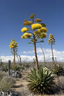 Agave Prints: Agave (coastal Agave) - Photographed in the Central Desert of Baja California, Mexico