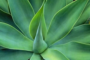 Abstract Collection: Agave Leaves - Central America JPF36940