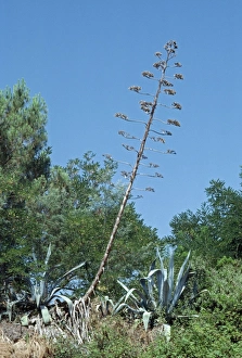 Images Dated 31st January 2011: Agave PPG 1155 Agave americana © Pascal Goetgheluck / ardea.com