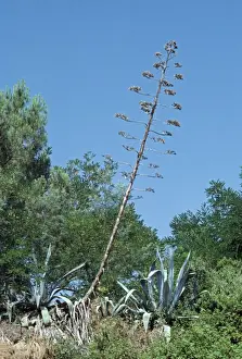 Agave PPG 1155 Agave americana © Pascal Goetgheluck / ardea. com
