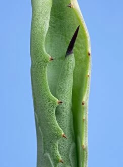 Strong Gallery: Agave - young leaves come out of the bloom protected