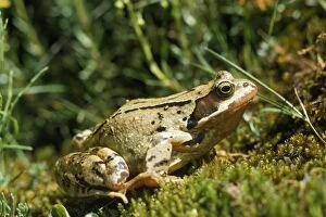 Images Dated 15th October 2007: Agile Frog - The hind legs are unusually long, which allow this species to jump up to two meters