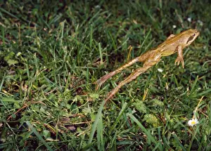 Agile Frog - The hind legs are unusually long which allow this species to jump up to two meters in distance