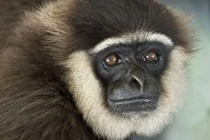 Beard Gallery: Agile Gibbon