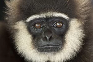 Beard Gallery: Agile Gibbon