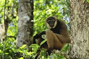 Agile Gibbon / Black - handed Gibbon (Hylobates agilis)