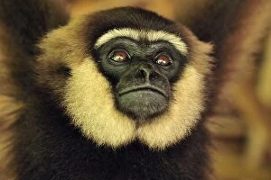 Agile Gibbon / Black - handed Gibbon - portrait