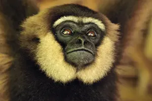 World Wildlife Prints: Agile Gibbon / Black-handed Gibbon - portrait - Tanjung Puting National Park - Kalimantan - Borneo - Indonesia