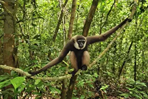 World Wildlife Prints: Agile Gibbon / Black-handed Gibbon - sitting on liana - Tanjung Puting National Park - Kalimantan - Borneo - Indonesia