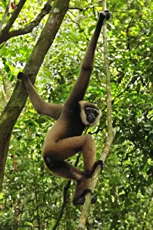 Gibbons Prints: Agile Gibbon / Black-handed Gibbon - Tanjung Puting National Park - Kalimantan - Borneo - Indonesia