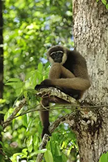 Agile Gibbon / Black-handed Gibbon - Tanjung Puting National Park - Kalimantan - Borneo - Indonesia