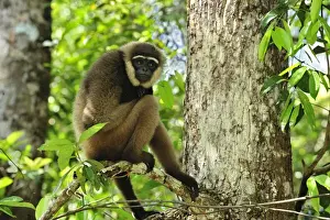 Agile Gibbon / Black-handed Gibbon - Tanjung Puting National Park - Kalimantan - Borneo - Indonesia