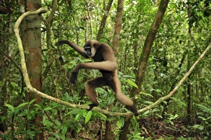 Agile Gibbon / Black - handed Gibbon - walking on liana vine Agile Gibbon / Black - handed Gibbon - walking on liana vine