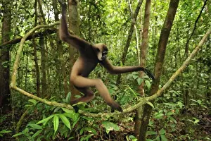 Agility Prints: Agile Gibbon / Black-handed Gibbon - walking on liana vine - Tanjung Puting National Park - Kalimantan - Borneo