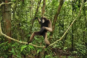 Agile Gibbon / Black-handed Gibbon - walking on liana vine - Tanjung Puting National Park - Kalimantan - Borneo - Indonesia